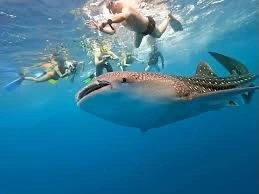 swim with whale sharks - Lover lips La Paz Baja California Sur yacht charter