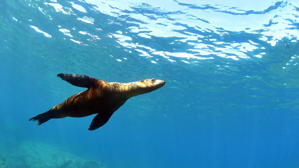 encounter sea lions at Los Islotes