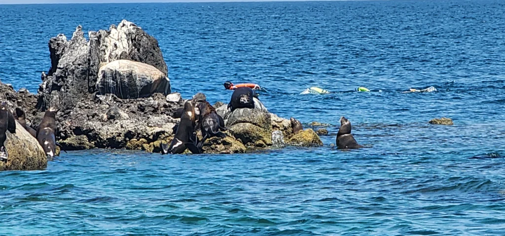 sea lions at Los Islotes (2)