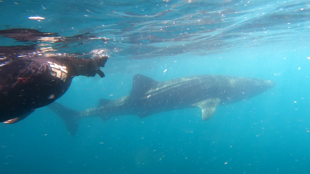 enjoy the perfect moment of swimming with sharks in La Paz
