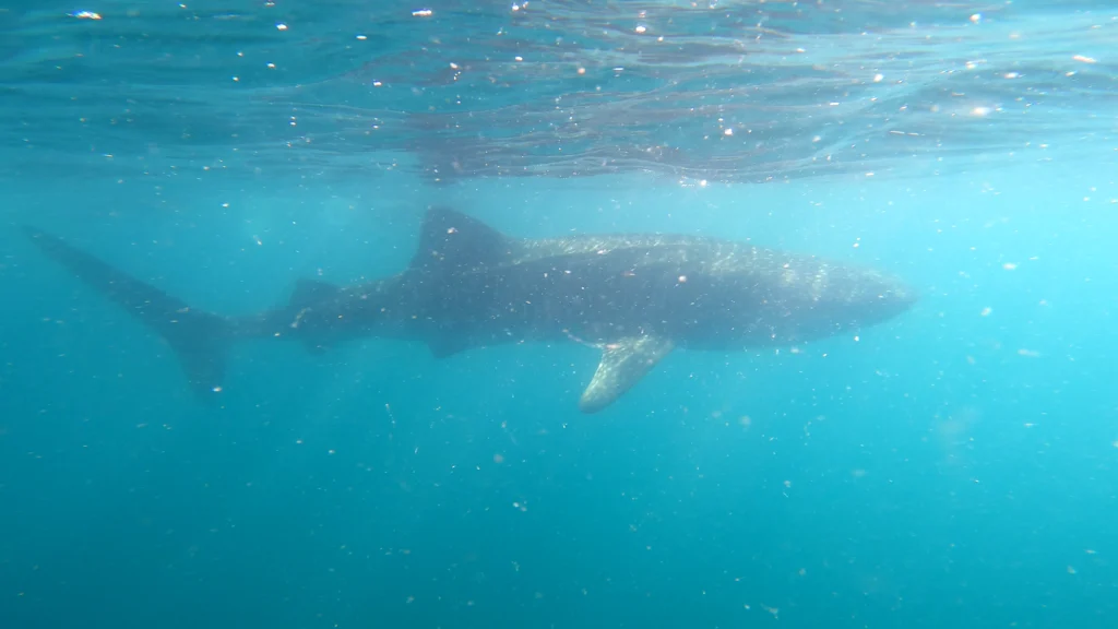 enjoy the perfect moment of swimming with sharks in La Paz