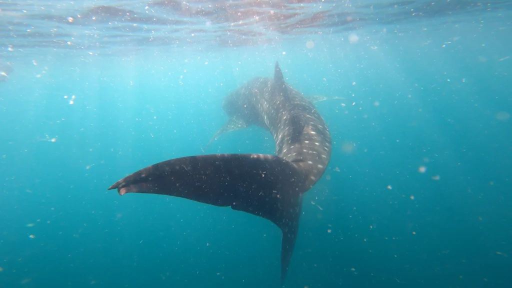 enjoy the perfect moment of swimming with sharks in La Paz
