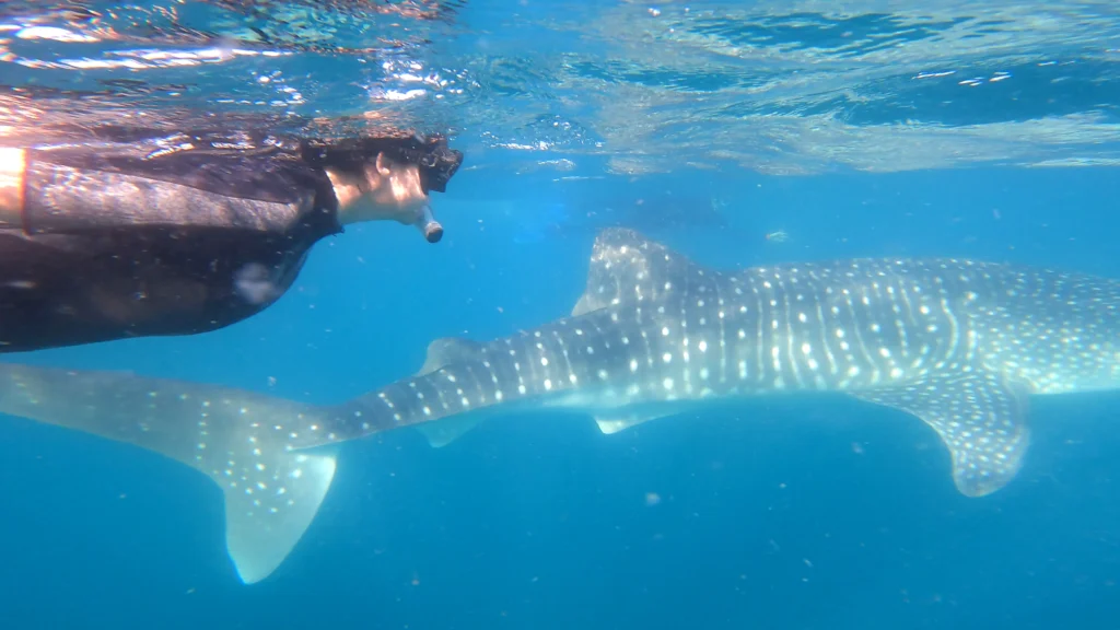 sharks swim zone La paz (4)